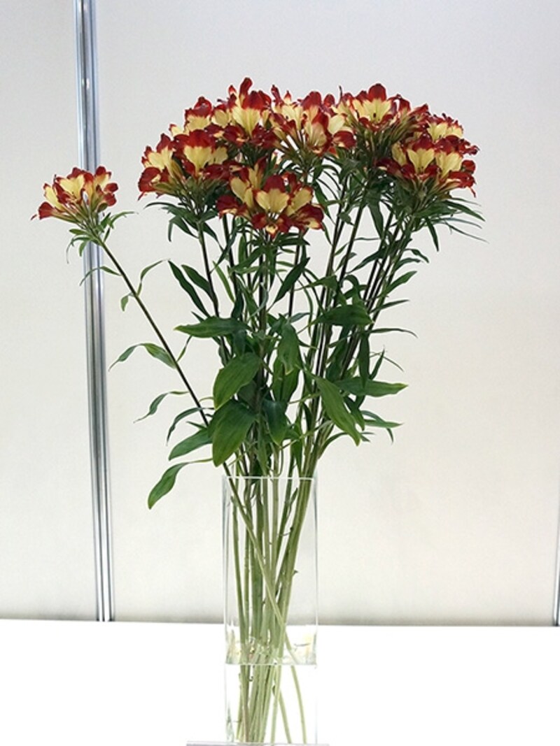 アルストロメリア「歌舞伎」