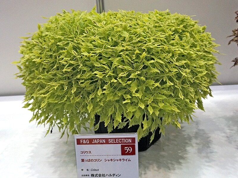 葉っぱのコリン シャキシャキライム