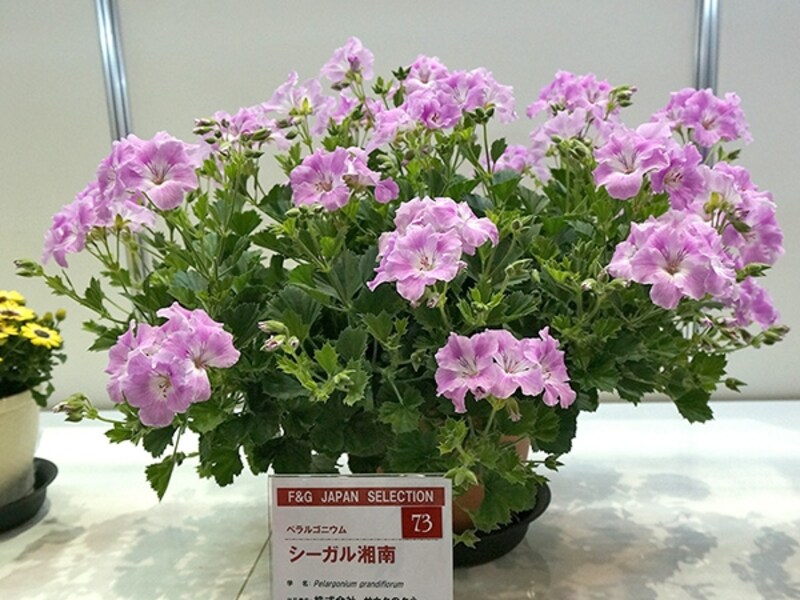 ペラルゴニウムundefinedシーガル湘南