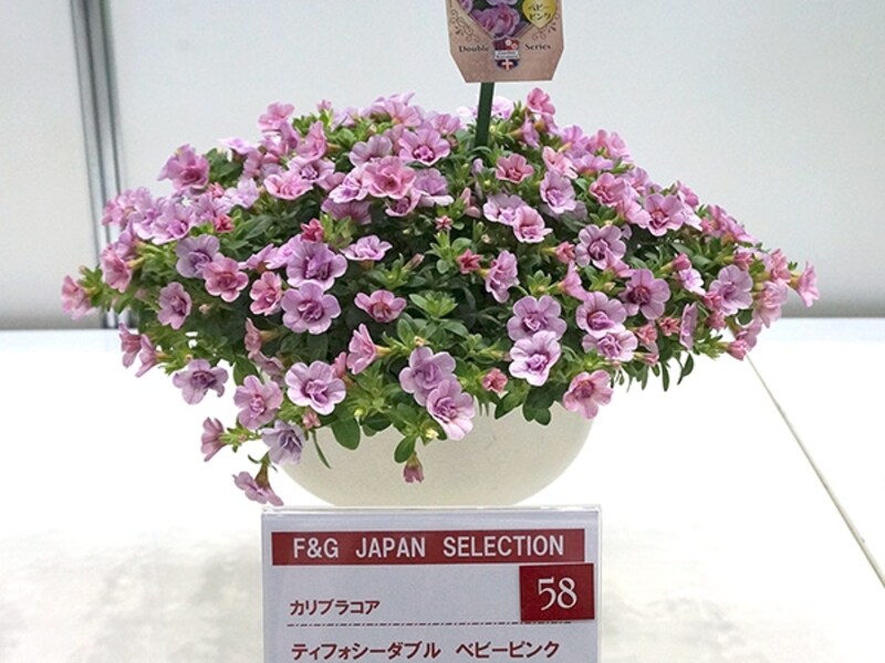 ティフォシーダブルundefinedベビーピンク