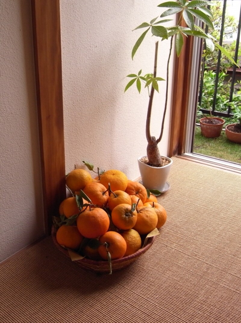 庭でとれたみかん