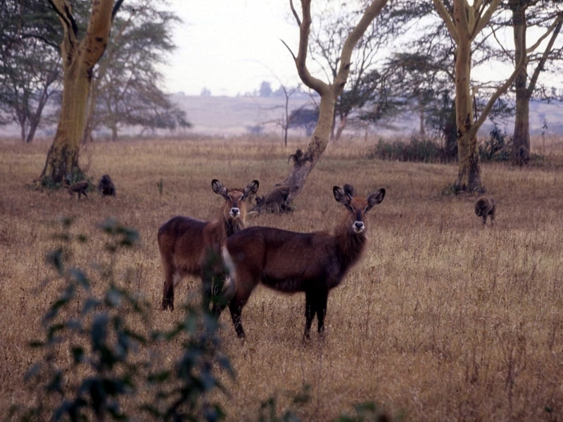 waterbuck