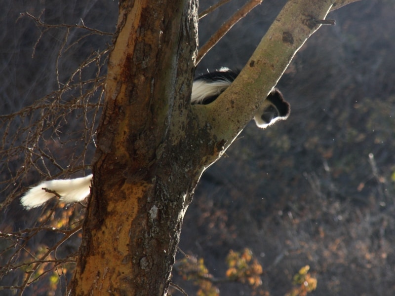 colobus