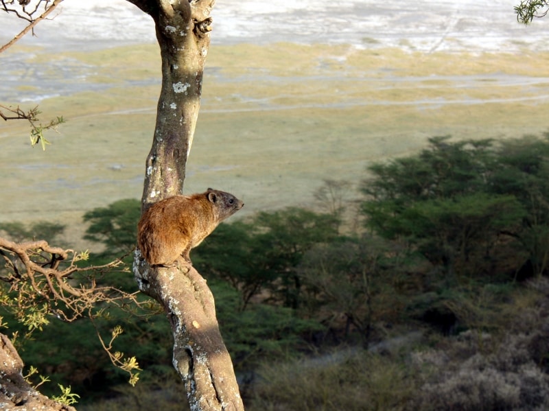 hyrax
