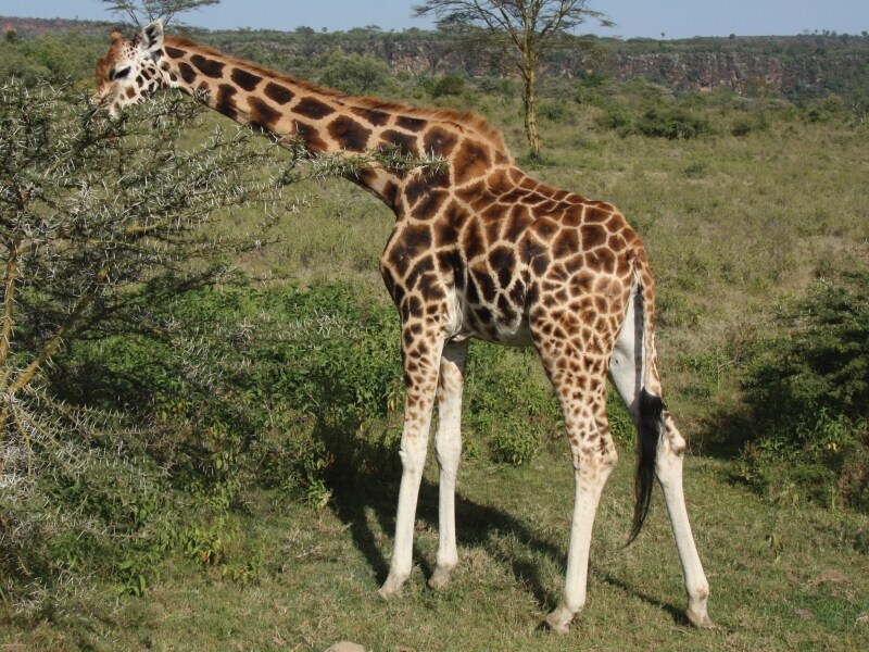 ugandangiraffe