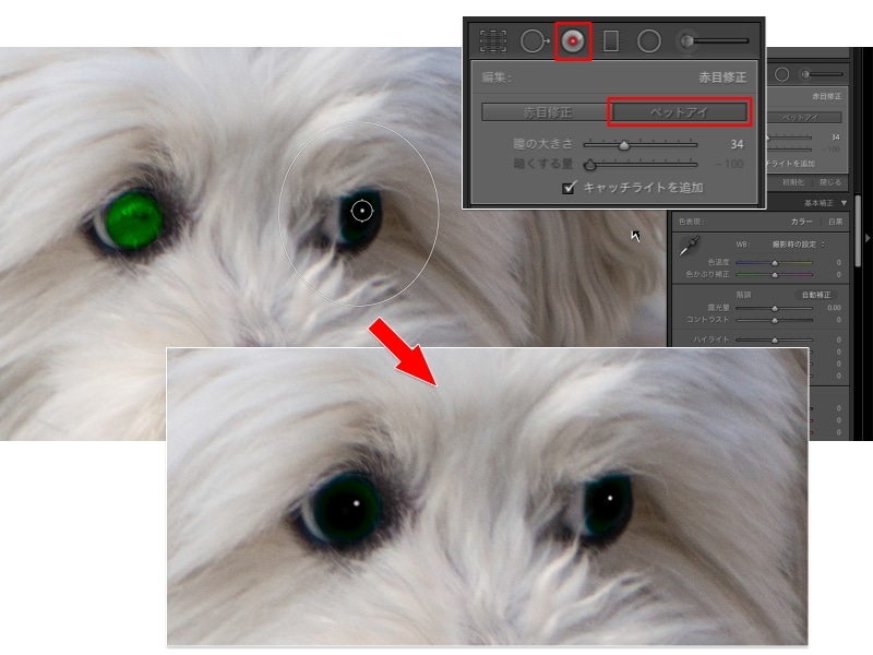 「赤目修正」ツールの「ペットアイ」で、犬の変色した目を修正しているようす。