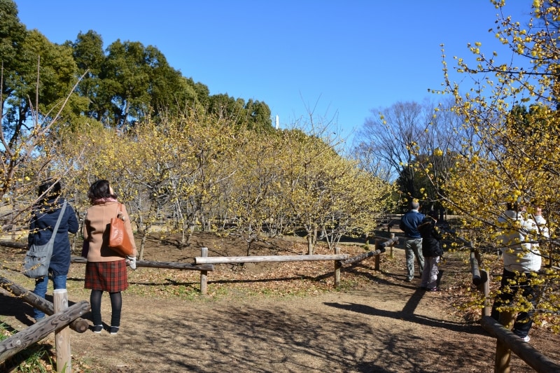 例年1月には黄色の花で包まれるロウバイ園