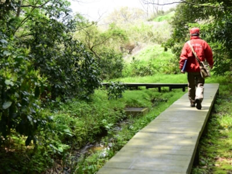 関渡川のせせらぎに沿って整備された木道