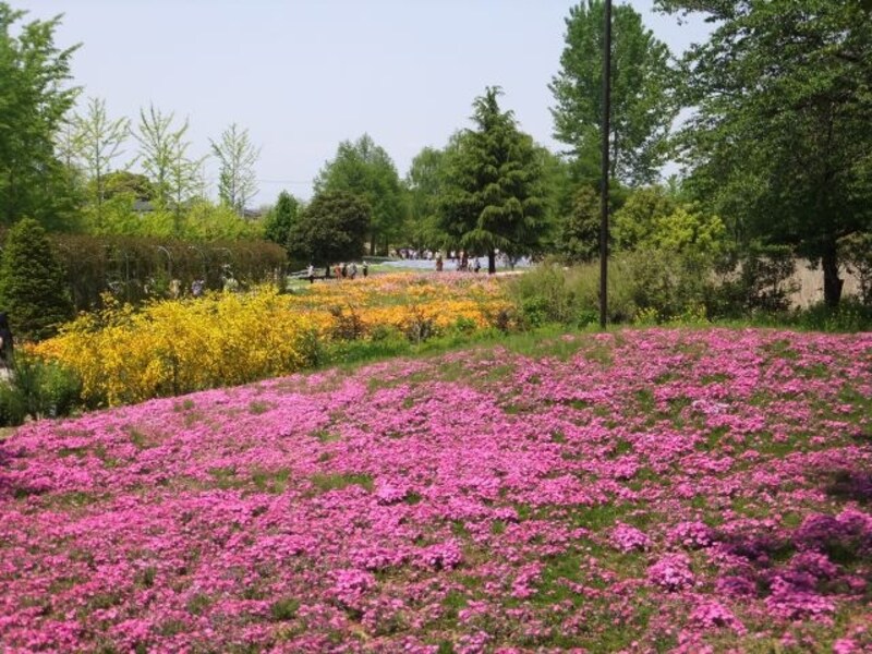 カラフルなザ・トレジャーガーデン館林の花たち(3)/リナリア、カリフォルニアポピー、ネモフィラと芝桜