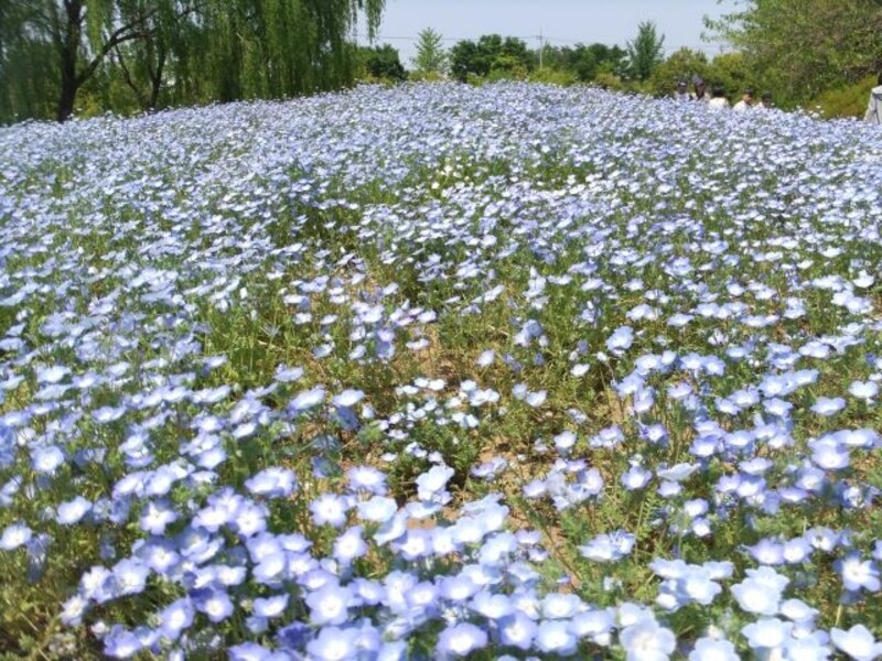 ザ・トレジャーガーデン館林のネモフィラ