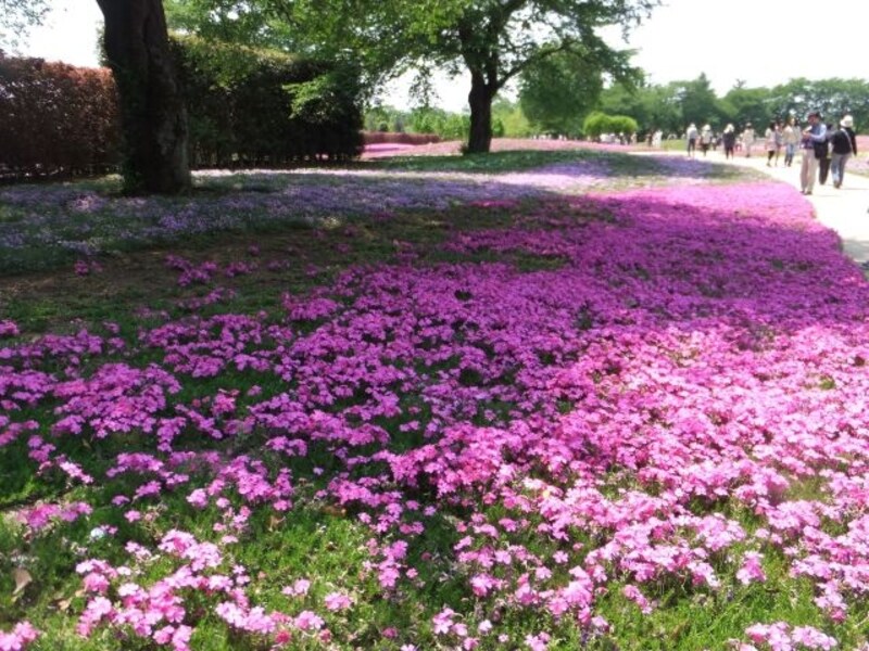 ザ・トレジャーガーデン館林の芝桜(1)