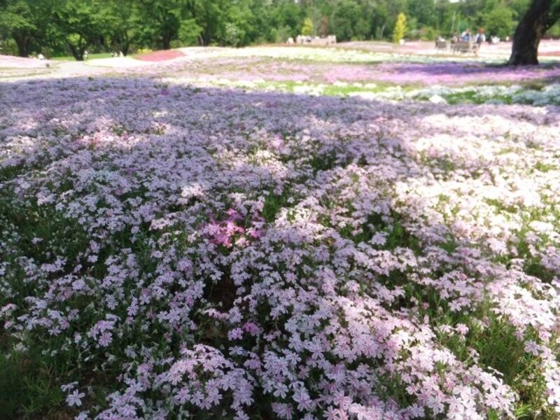 ザ・トレジャーガーデン館林の芝桜(3)