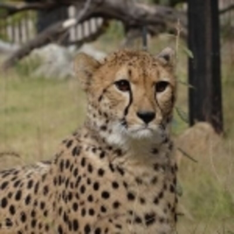 チーター