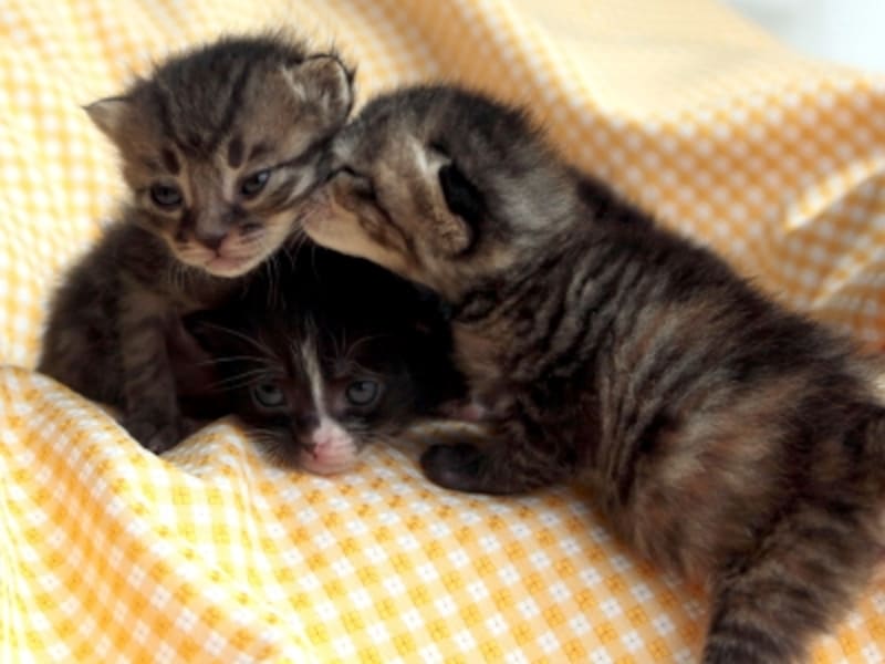 くっつきたがる子猫たち