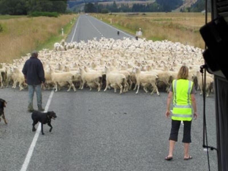 ダウトフルサウンドに向かう途中、羊の大群に出会うことも