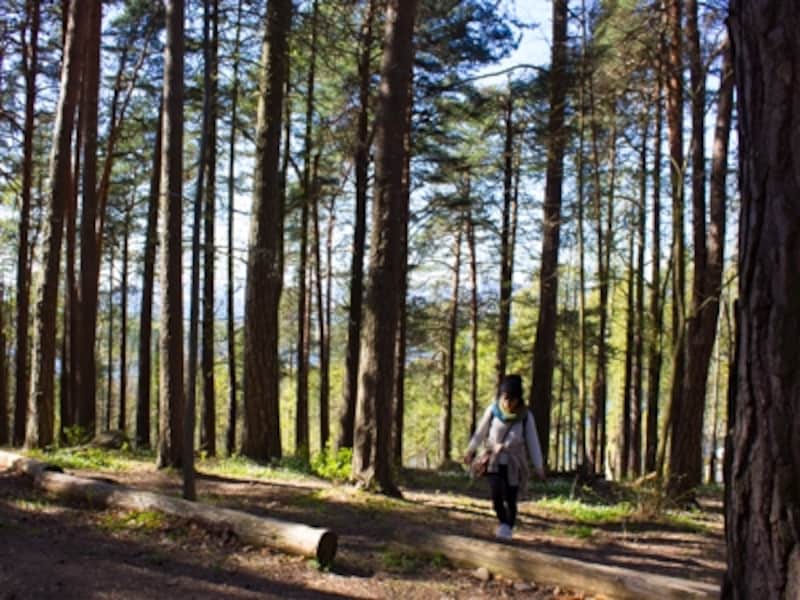 ノルウェーの森