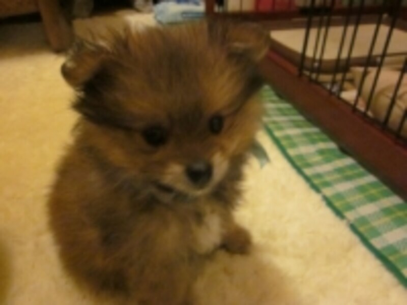 2匹以上飼うと、かかる時間や費用も増えるよ！（ガイド平野家「次男」ベルナルドです。よろしくお願いします！）