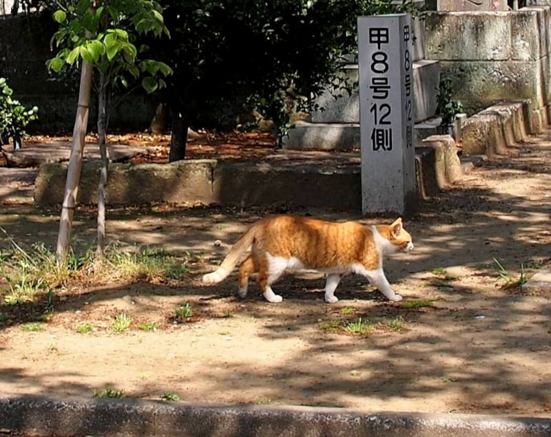 カメラを向けても動じない猫が多い