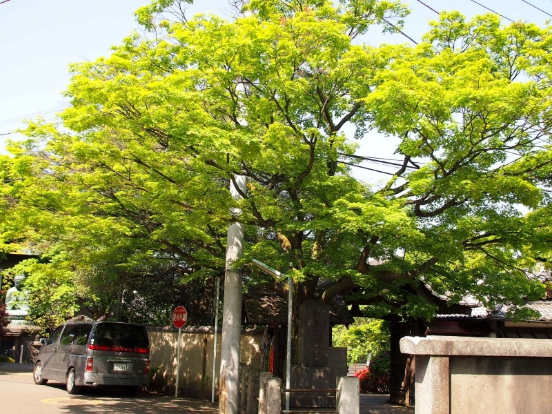 かつて谷中霊園一帯が天王寺の敷地だった