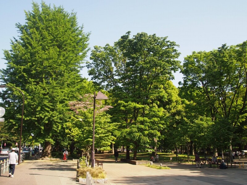 新緑がまぶしい