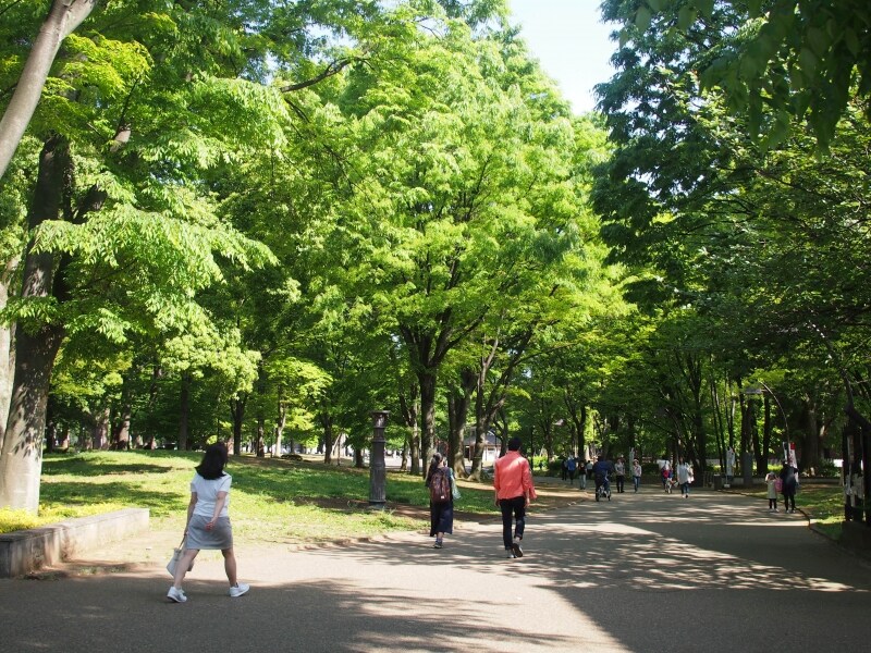 背の高い樹木が葉を広げている