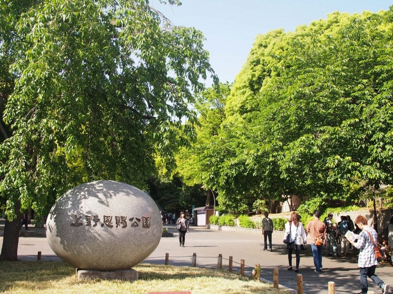 しだれ桜も葉が茂ってきた