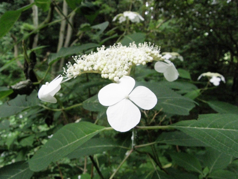 自生するヤマアジサイ