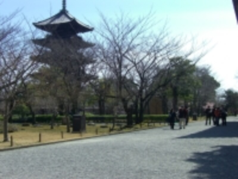 洛南中学があるのは東寺の敷地内（写真は東寺の五重塔）