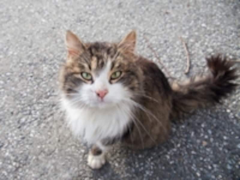 ノルウェーの猫