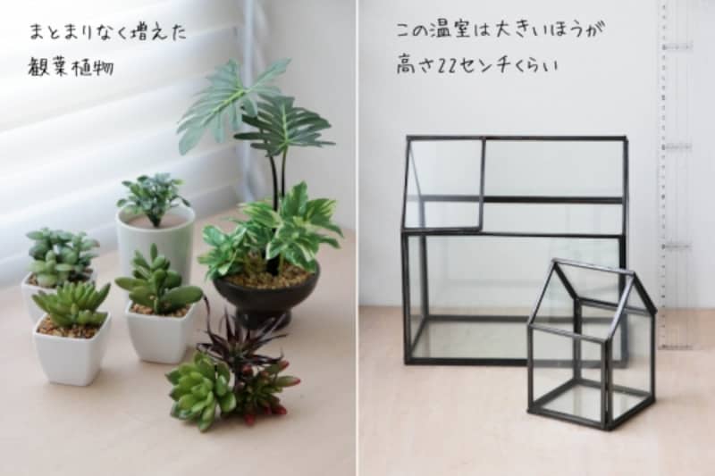 小さな観葉植物をテラリウム風に楽しむ3つの方法