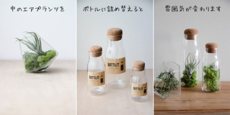 小さな観葉植物をテラリウム風に楽しむ3つの方法