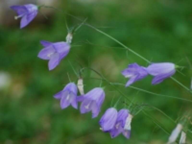 ムラサキツリガネソウの画像