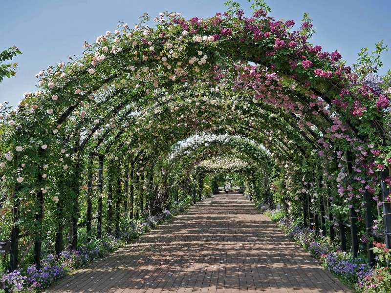 全長約50mのローズアーチ。バラ咲く時期は圧巻(2018年5月11日撮影)