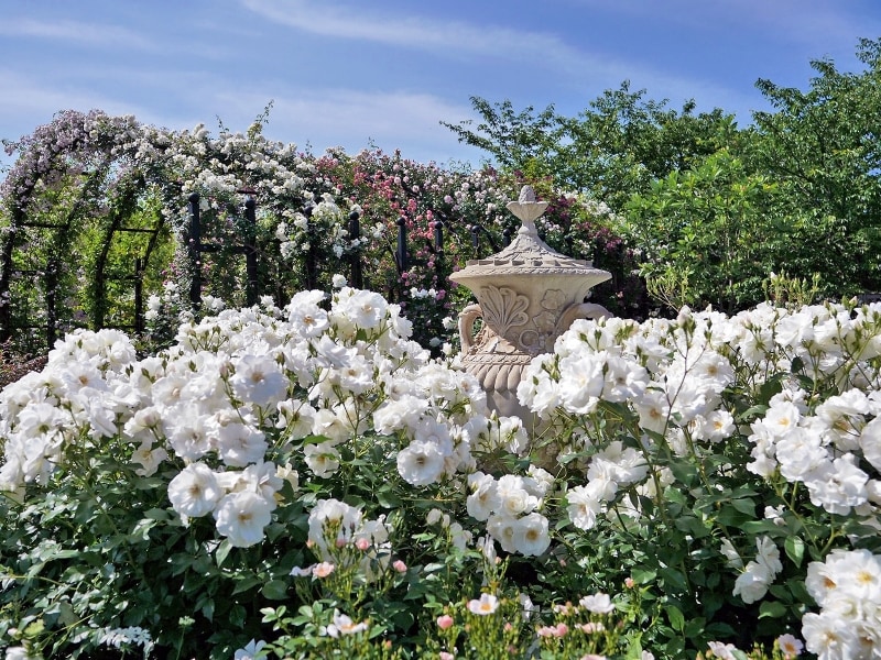 白でまとめられた「Rose&Perennial Garden~ローズ&ペレニアルガーデン」(2018年5月11日撮影)