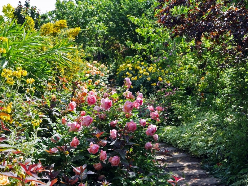 広い芝生をぐるりと囲む「Rose&Shrub Garden~ローズ&シュラブガーデン」(2018年5月11日撮影)