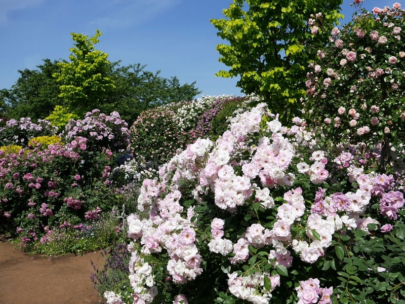 バラとハーブの香りが楽しめる「Rose&Herb Garden~ローズ&ハーブガーデン」(2018年5月11日撮影)