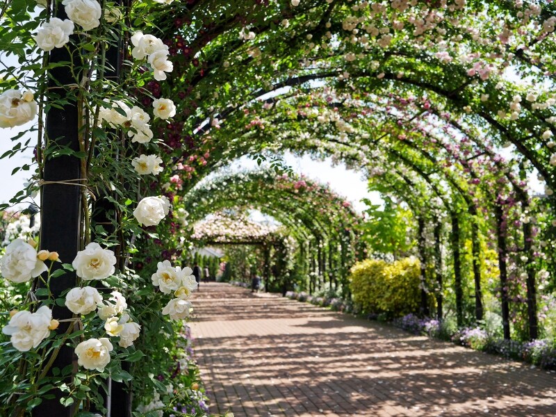 人が入らないローズアーチを撮影できるのも「早朝プレミアム開園」ならでは(2018年5月11日撮影)