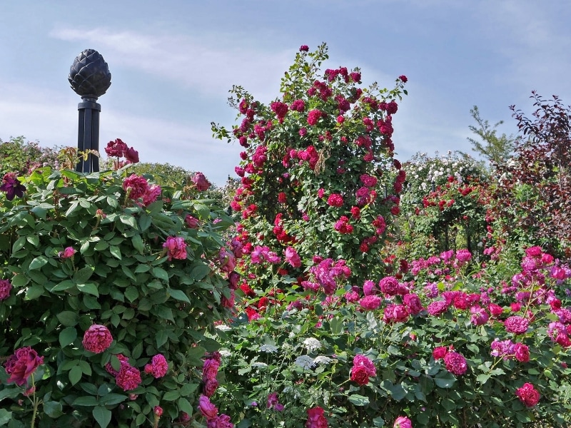 シックな印象の「Rose&Clematis Garden~ローズ&クレマチスガーデン」(2018年5月11日撮影)