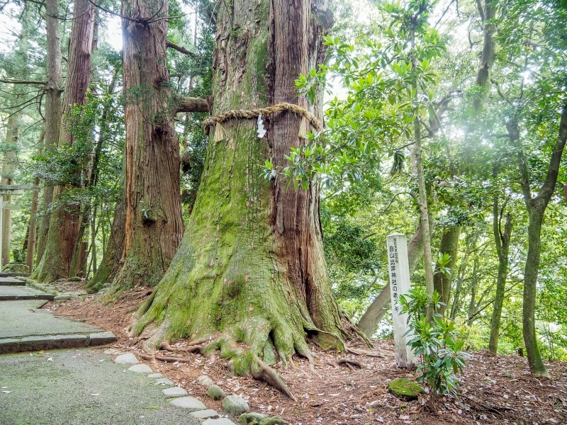 指定天然記念物の老杉@白山比め神社