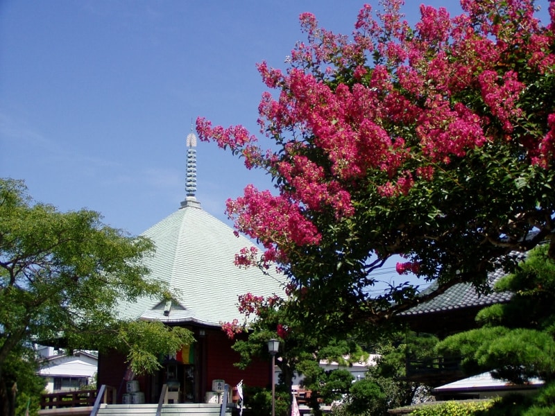 本覚寺のサルスベリ