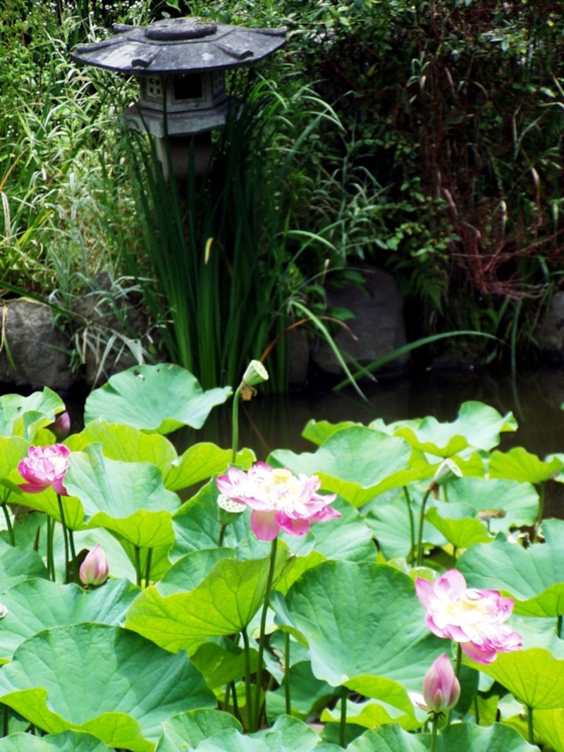 ハスと灯篭