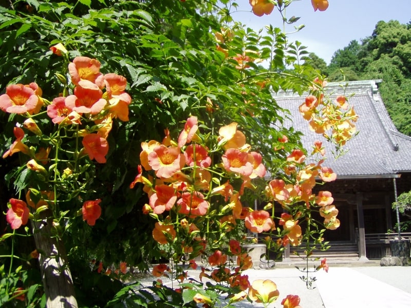妙本寺のノウゼンカズラ