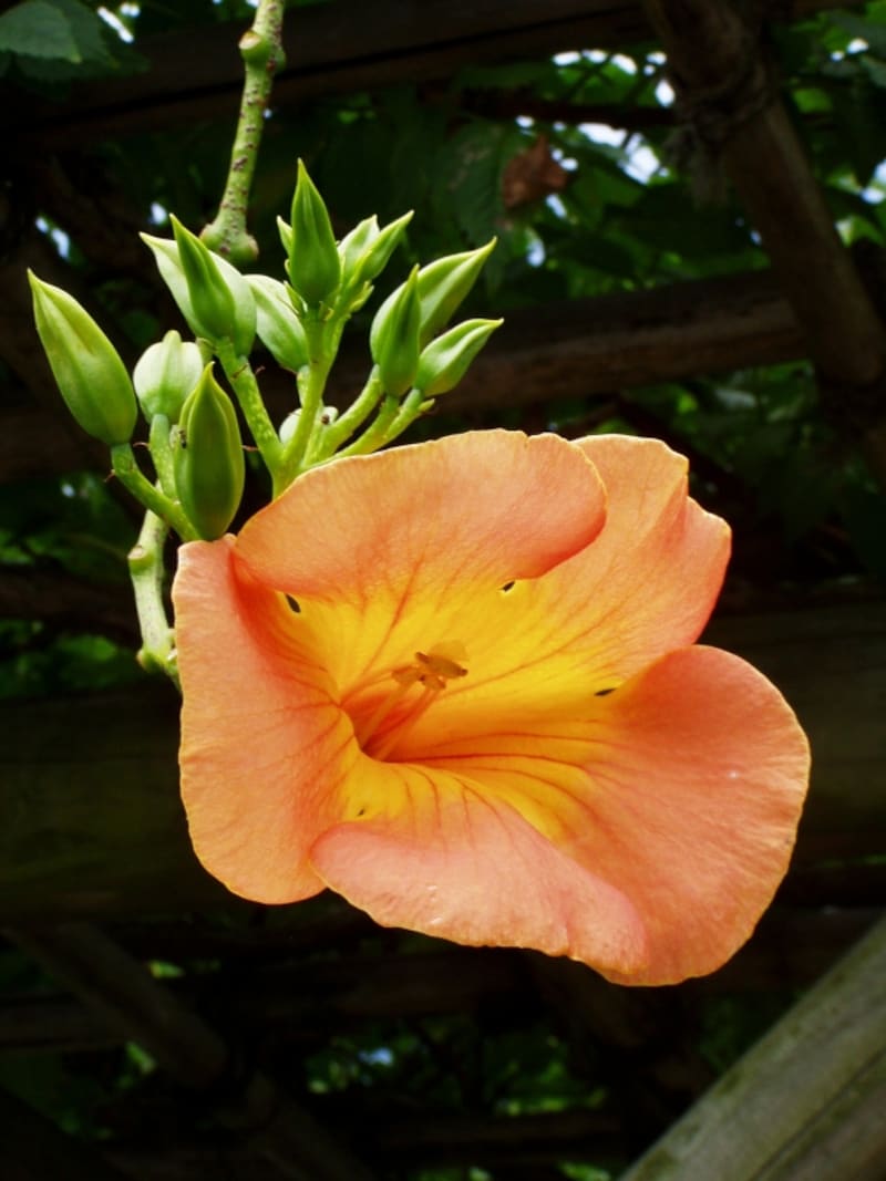 ノウゼンカズラの花