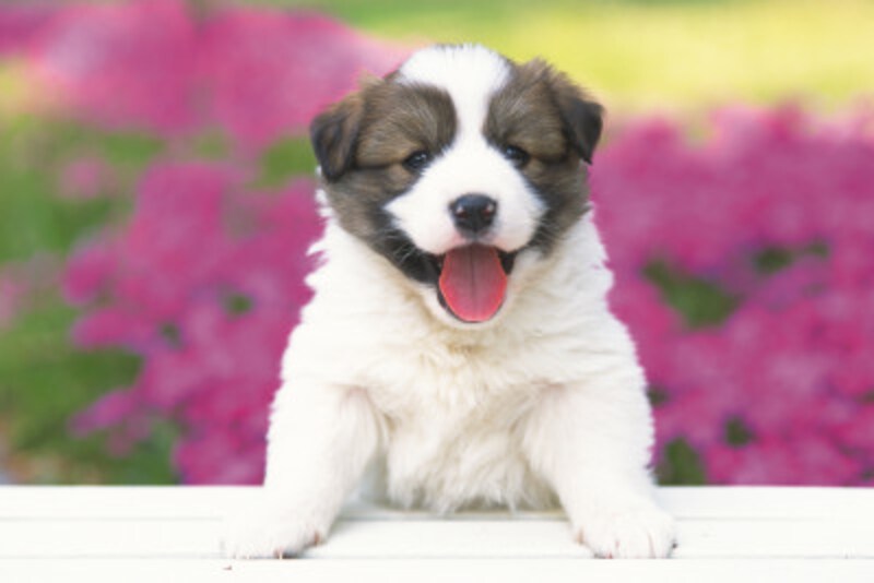 深いペットロスに陥った人ほど、次の犬を迎えるまでに時間がかかるとも言われる。しかし、「一生に一度の犬」というのもいいのではないだろうか