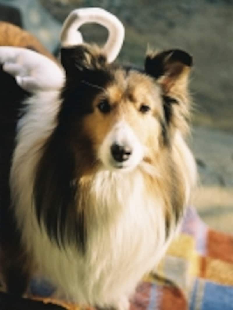 ほんとうの天使となった愛犬