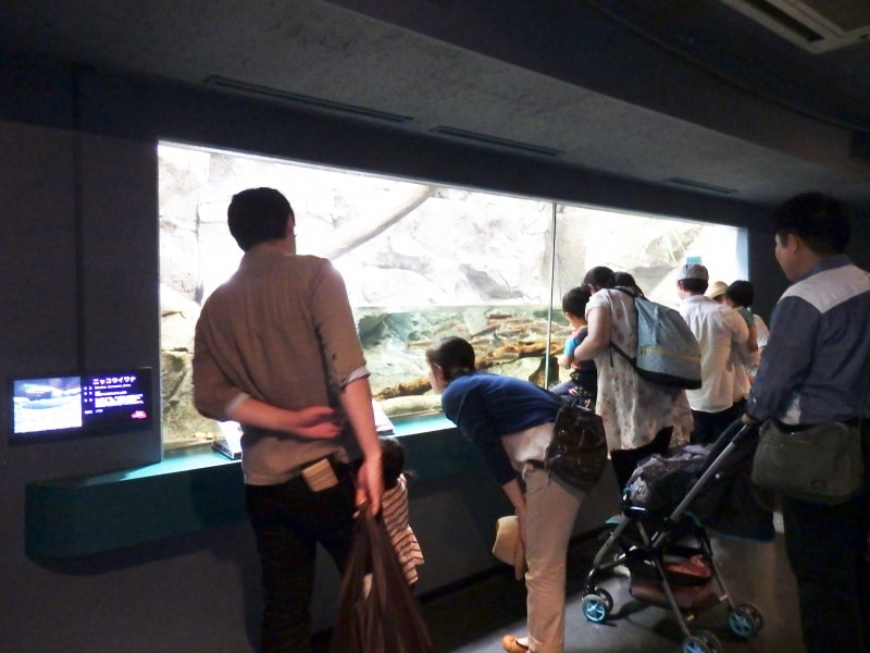 荒川の上流で泳ぐニッコウイワナ