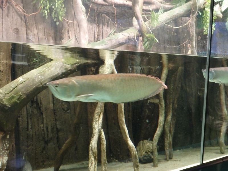 熱帯魚コーナーで見られるアマゾンのシルバーアロワナ