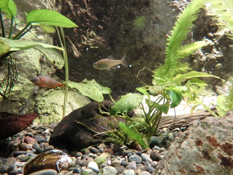 県内では絶滅した国指定天然記念物「ミヤコタナゴ」