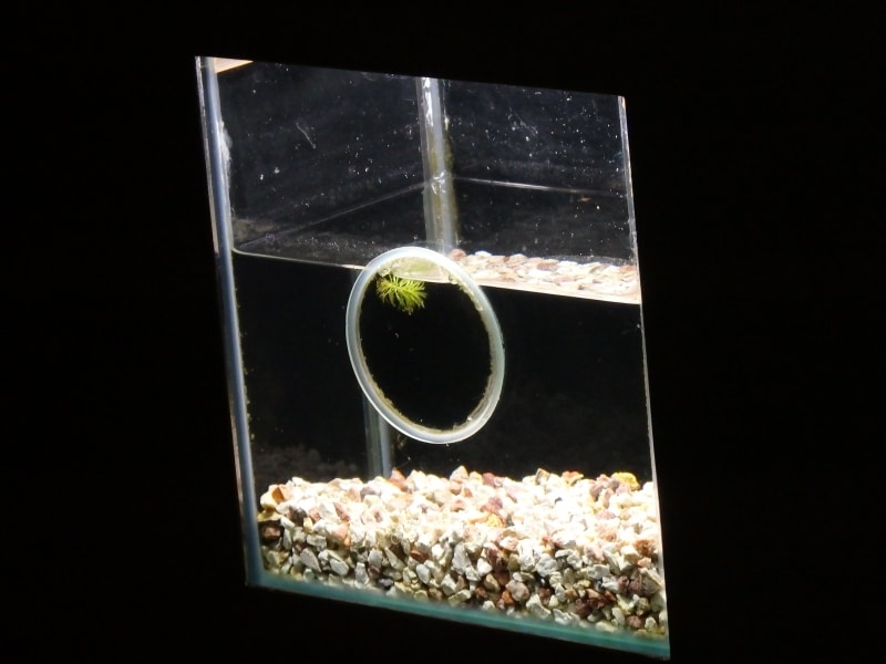 水族館に隣接する宝蔵寺沼のみで自生する国指定天然記念物「ムジナモ」