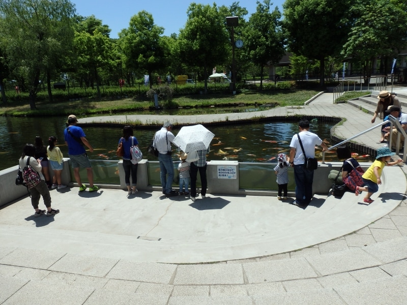 数多くのコイが自由に泳ぎまわる庭池
